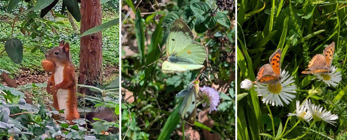 Impressionen aus der Natur rund um Schloss Krozingen